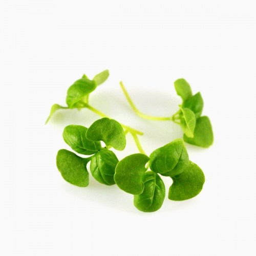 micro basil genovese